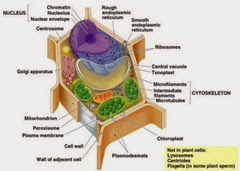  are the smallest as well as close primitive unicellular organisms MR X Difference betwixt Bacterial Cell as well as Plant jail cellular telephone (Bacterial jail cellular telephone vs Plant cell)