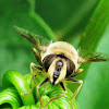 European Hover Fly