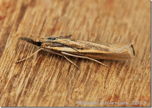 grass-moth