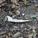 Mammal Jawbone