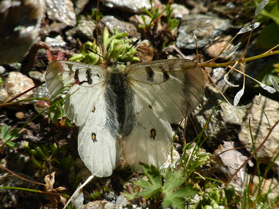 Parnassius (Driopa) nordmanni Ménétriès, 1849, mâle. Cheget (Terskol), 2750 m (Kabardino-Balkarie), 12 août 2014. Photo : J. Michel
