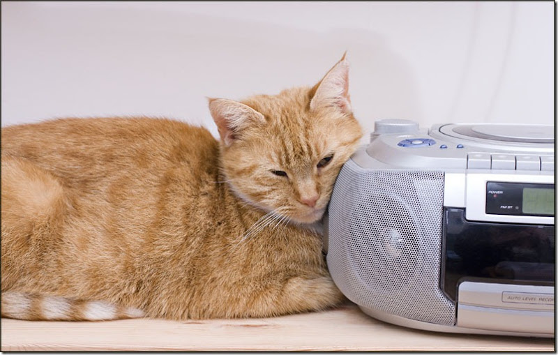 Ginger cat listening to the radio
