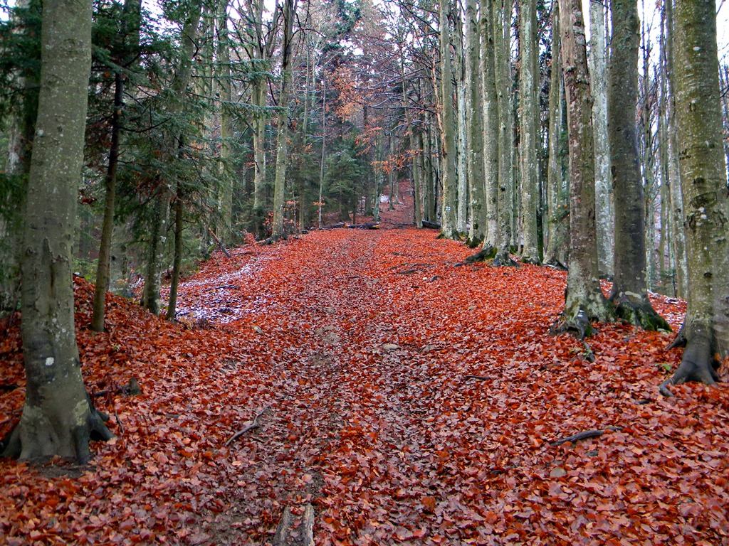 [DSCN04013.jpg]