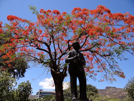 Copaci infloriti in Port Louis, capitala Mauritius