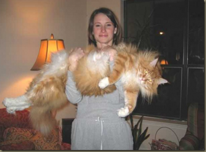 Maine Coon Cats – Bigger Than Dogs « The Pinetar Rag