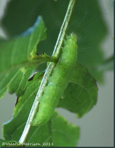 1-coronet caterpillar