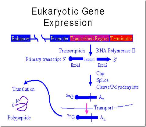 Eukaryotic gene expression