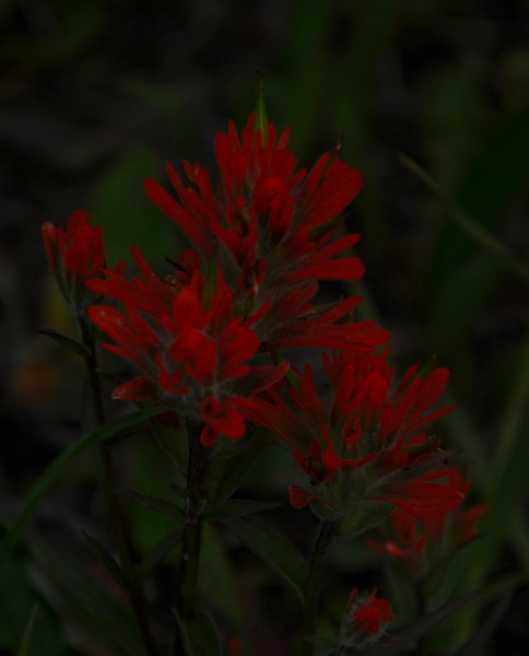 DSC_0174.JPG DSC 0174