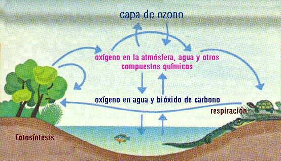 [ciclo-del-carbono-y-oxigeno%255B1%255D.jpg]