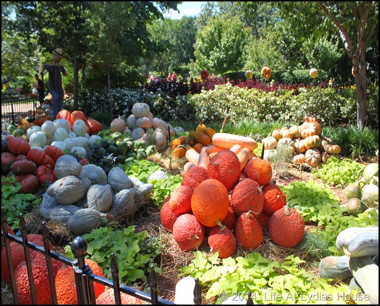 Dallas Arboretum - pumpkin festival-pumpkin village 1