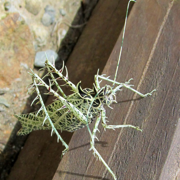 Types 2024 of bugs