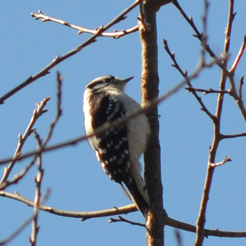 Downy Woodpecker