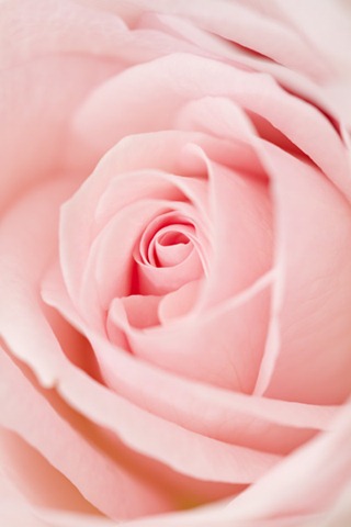 Close up of light pink rose