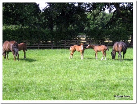 Mares and foals at Beechwood Grange.