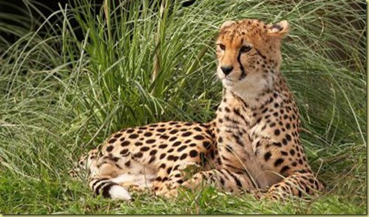 cheetah6