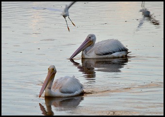 09c - Pair of White Pelicans