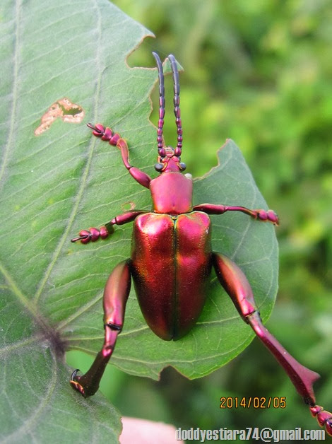 Kumbang Kaki Kodok – Sagra sp._3