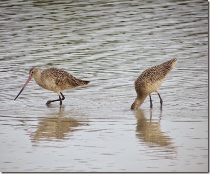 fort_desoto2_marbled_godwit