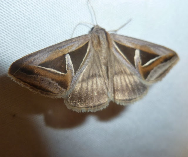 Erebinae : Trigonodes exportata GUÉNÉE, 1852. Mananara Lodge, Anjozorobe (Madagascar), 5 janvier 2014. Photo : J. Marquet