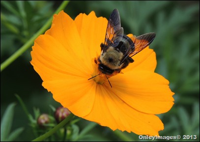 bee on coreopsis0821 (2)