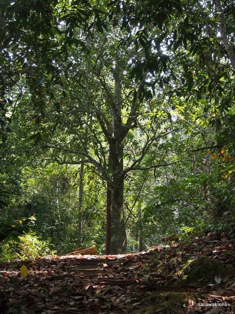 mount_jagoi_gunung_jagoi_sarawak_lens_14