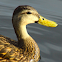 mottled duck