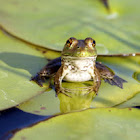 Green Frog