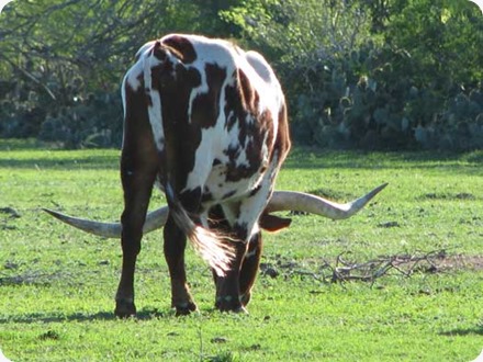 LongHorn