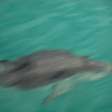 South Island - Kaikoura - swimming with dolphins