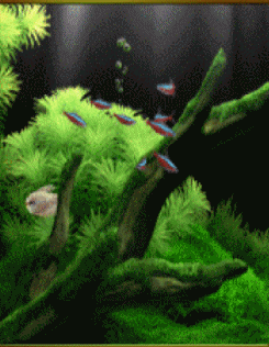 px.gif
