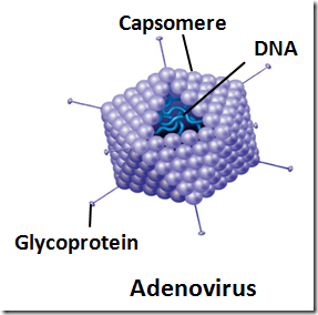 Non enveloped viruses - Adeno virus