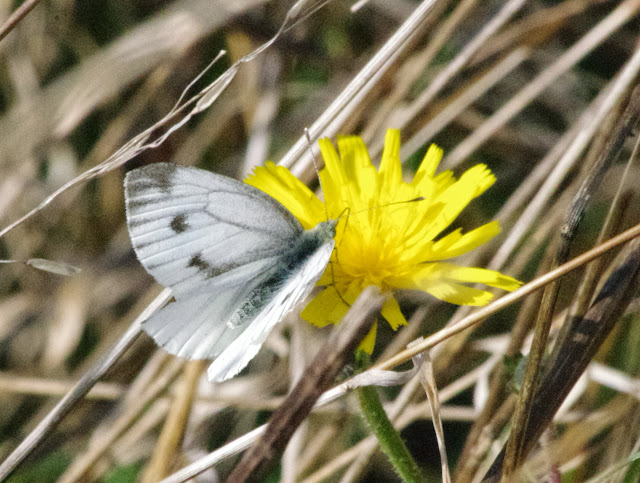Pieris napi napi (L., 1758), femelle. Les Hautes-Lisières (Rouvres, 28), 21 septembre 2013. Photo : J.-M. Gayman