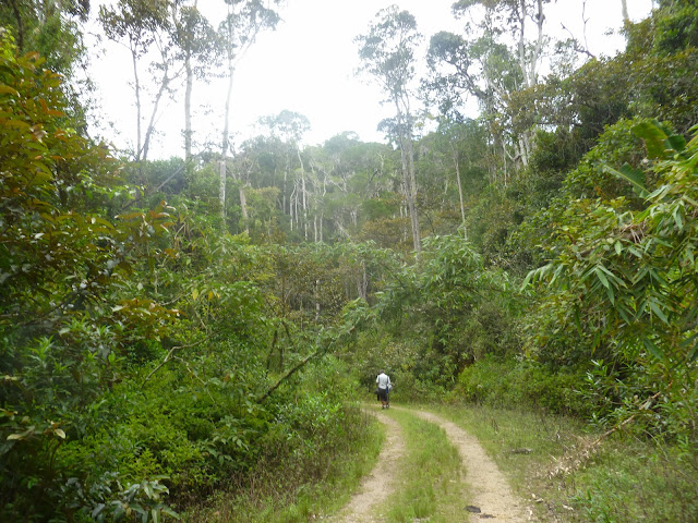 Parc de Mantadia (Madagascar), 29 décembre 2013. Photo : J. Marquet
