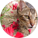 Image Google de Roxanne Allain