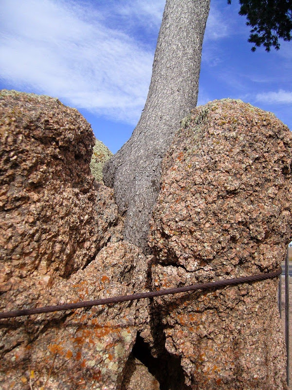 tree-rock-wyoming-5