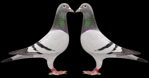 [pigeons%2520in%2520conversation%255B5%255D.jpg]