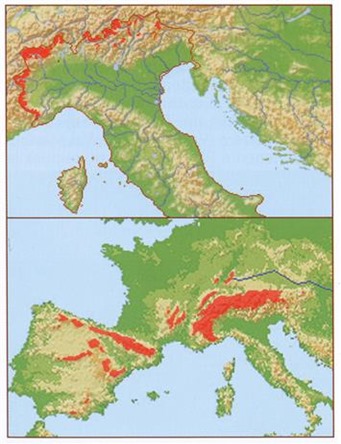 Areale di nidificazione del venturone alpino in Italia (sopra) e mondiale (sotto) – Mappa tratta da Ornitologia italiana Vol 8. 