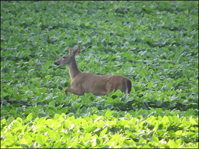 deer in soybean