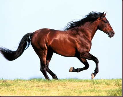 Amazing Animals Pictures Horse (4)