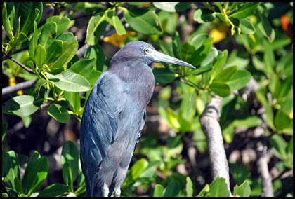 17i - Little Blue Heron