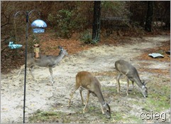 Animals-at-Deer-Lake-Cabins-Double-S[3]