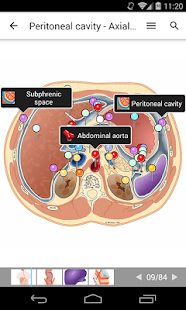 IMAIOS e-Anatomy