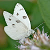 Checkered white (Male)