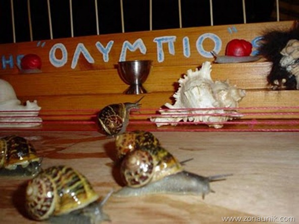 snail_race