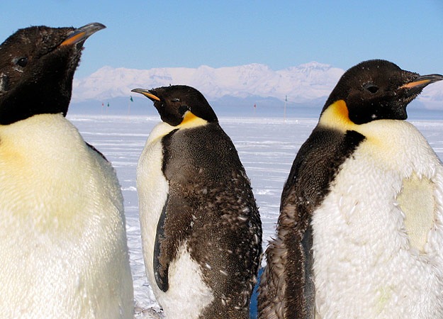 [2-emperor-penguins%255B2%255D.jpg]