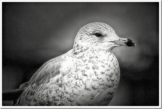 black-white-bird-free-pictures-1 (1022)