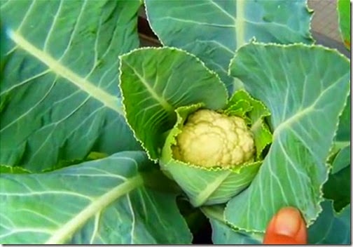 [clip_image01042.jpg]