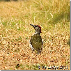 green woodpecker 1