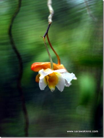 Dendrobium_phillipsii_sarawaklens