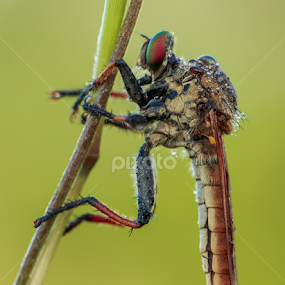 by Richard Liong - Animals Insects & Spiders